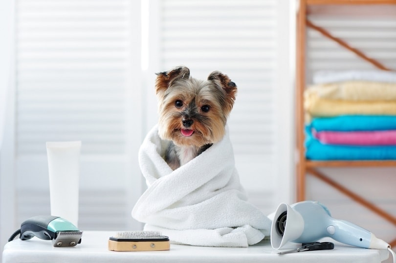 How to Choose Mobile Dog Grooming Services