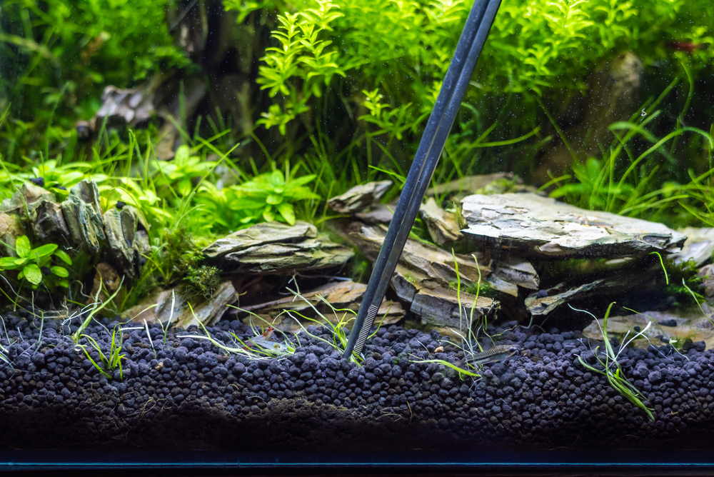 Upgrade Your Aquarium with The Best Soil Substrates Today!