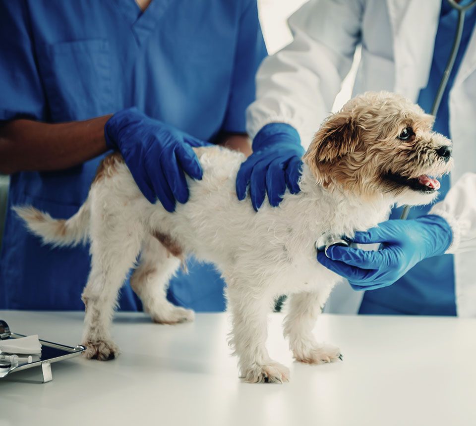 What is a dog DNA test, and how does it work?