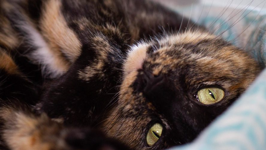 Pawsome Peace: How CBD Oils Can Calm Your Kitty’s Nerves